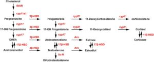 cholesterol-formation-pathway-infertility